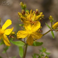 Perforate St. John's-wort